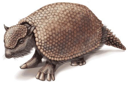 Glyptodon 