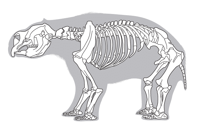 Skelett Diprotodon