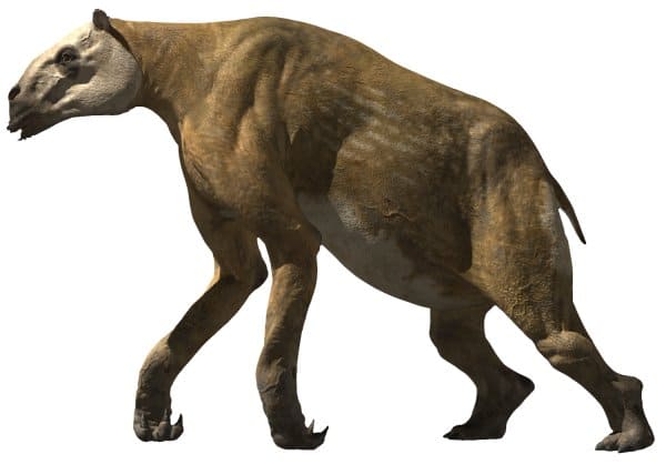 Chalicotherium 