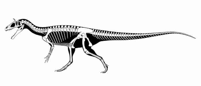 Beschreibung Cryiolophosaurus