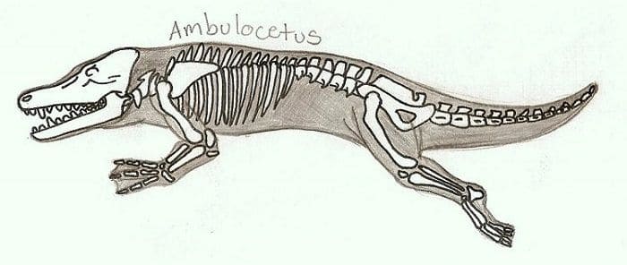 Skelett Ambulocetus