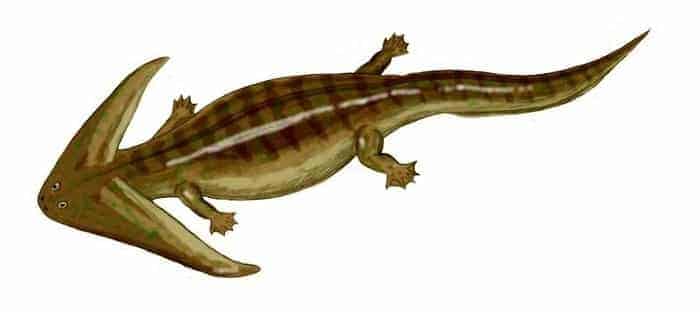 Beschreibung des Diplocaulus