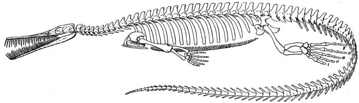Beschreibung Mesosaurus
