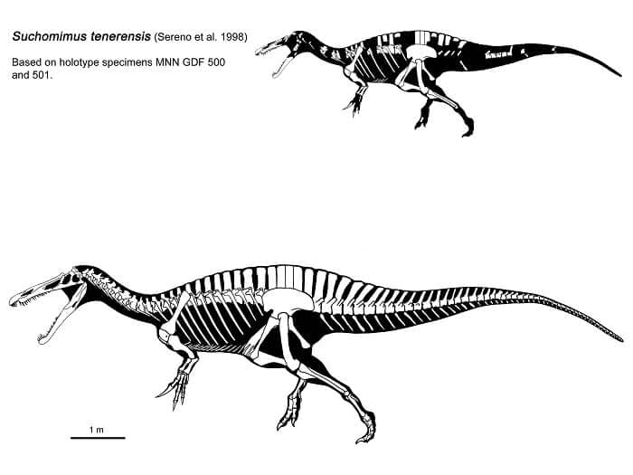 Beschreibung Suchomimus