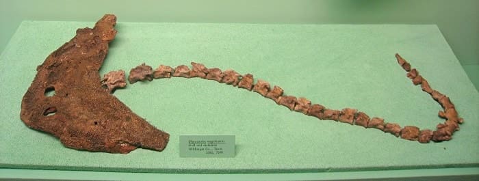 Reste eines Diplocaulus im Museum für Naturkunde Michigan