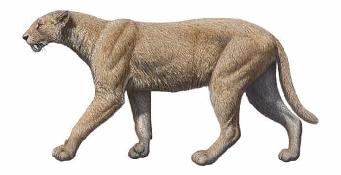 zeichnung-machairodus