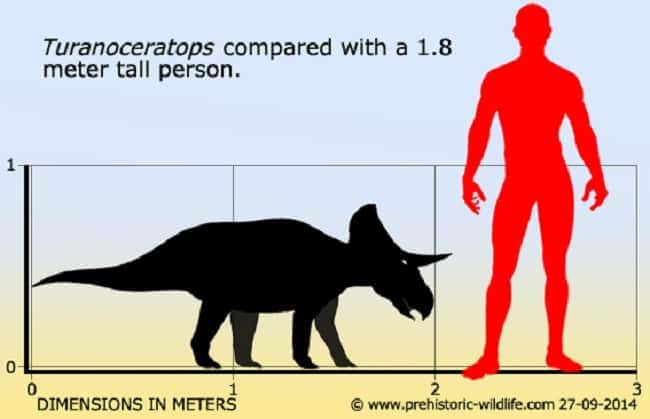 Größenverhältnis turanoceratops mensch
