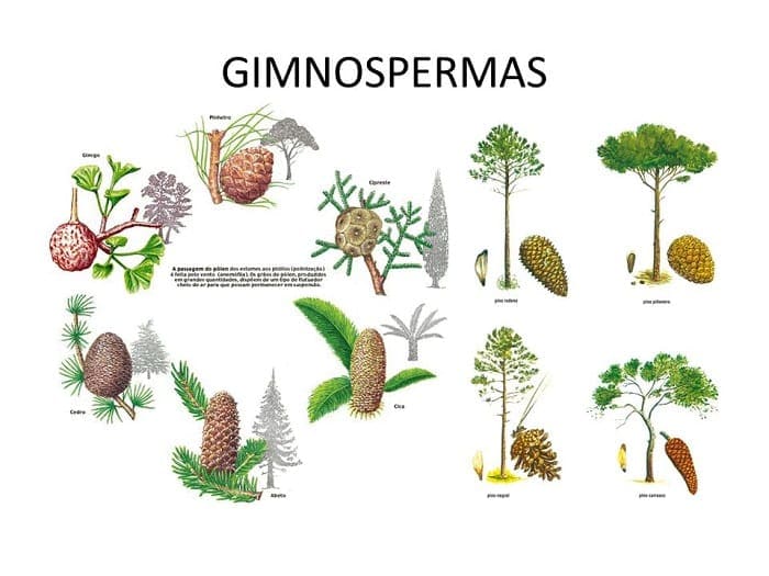 Familie der Gimnosperma