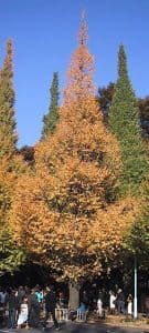  ginkgo biloba
