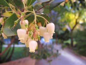 Blüte Gingko Biloba