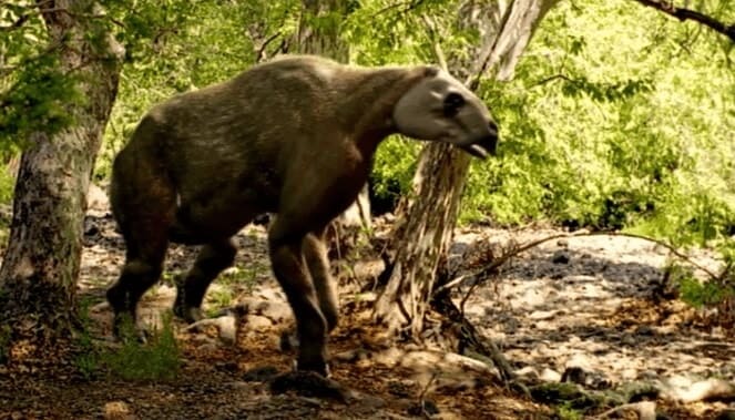 Lebensraum Chalicotherium