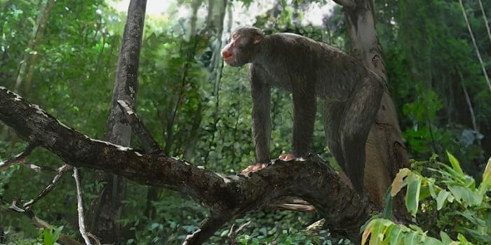 Lebensraum Proconsul