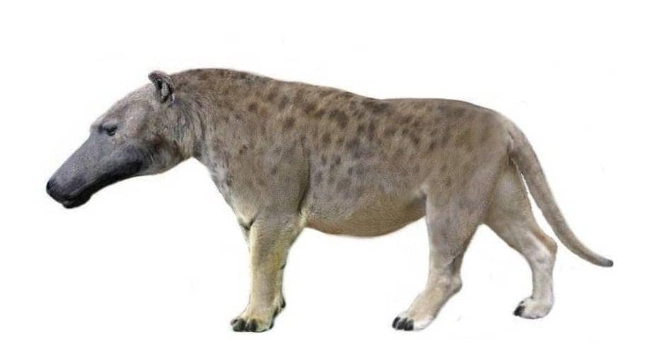 Information Andrewsarchus