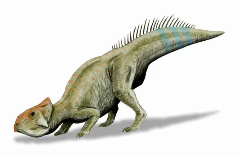 Leptoceratops