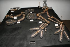 Fossil Australovenator