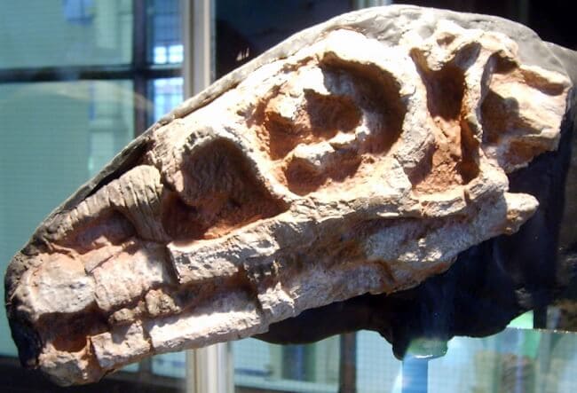 Schädel Riojasaurus