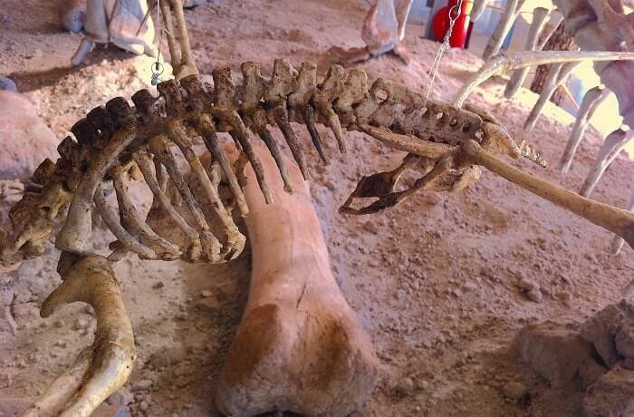 Restos hallados del Tapejara