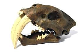 schädel smilodon