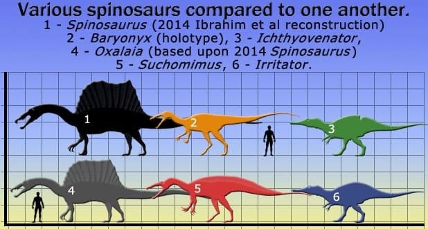 Größenverhältnisse innerhalb der Spinosauridae