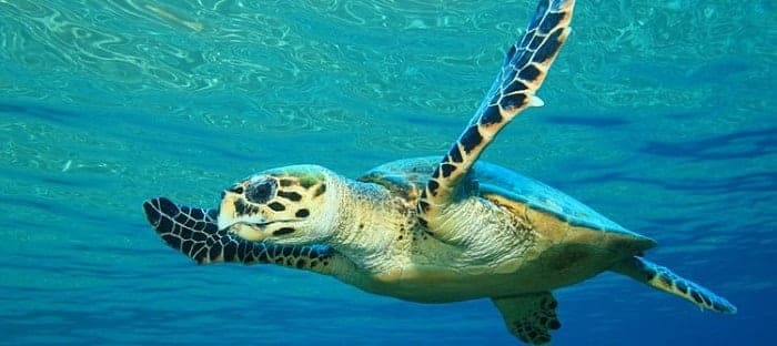 Archelon war eine Meeresschildkröte