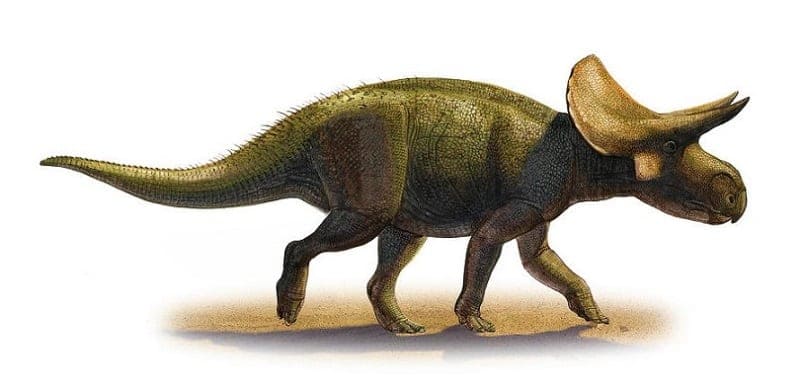 Turanoceratops