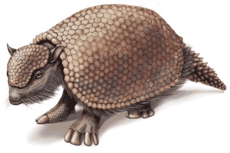 Glyptodon 