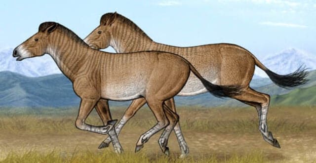 hipparion