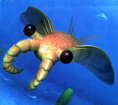 Anomalocaris 