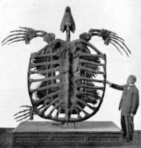 Archelon 