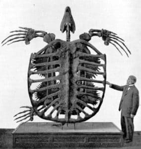 Archelon 