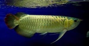 Arowana