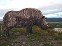 la evolución del rinoceronte es el rinoceronte lanudo