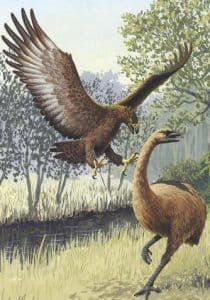 Haastadler Harpagornis moorei