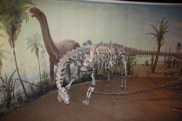 Fossil Camarasaurus