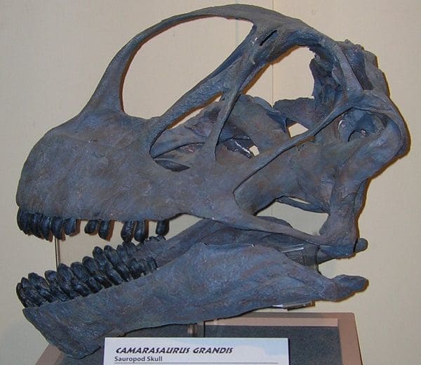 Schädel Camarasaurus