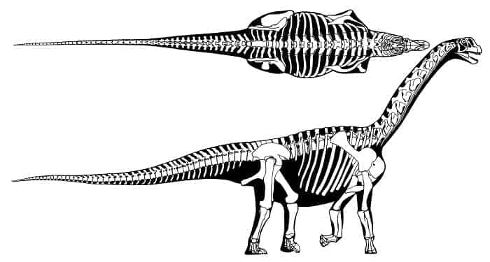 Information Camarasaurus