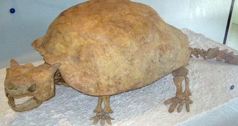 Fossil Testudines