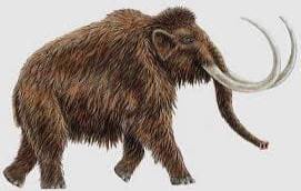 Mammut 