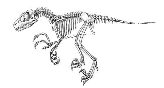Skelett Dromaeosaurus