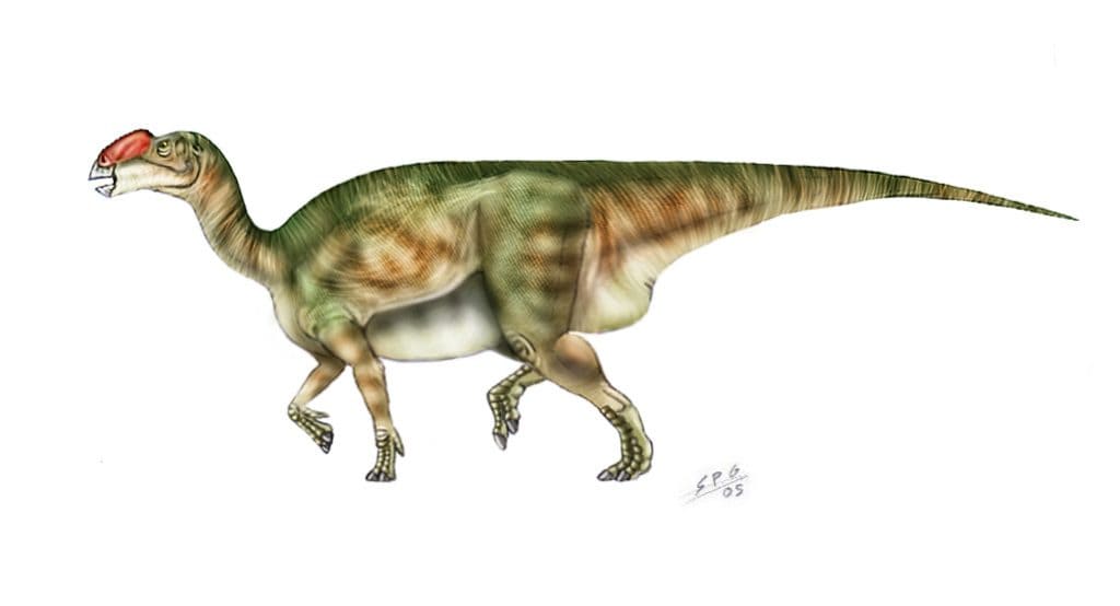 Muttaburrasaurus