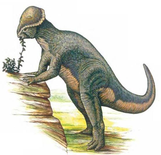 Stegoceras