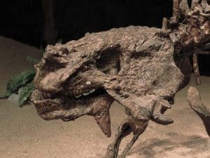 schädel Scutosaurus