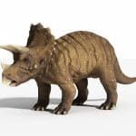 Triceratops