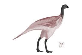 Palaeopteryx