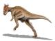 Dracorex