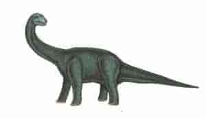 Camarasaurus