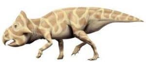 Notoceratops