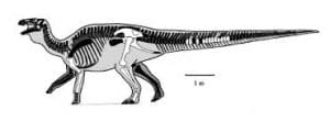 Ornithosaurus