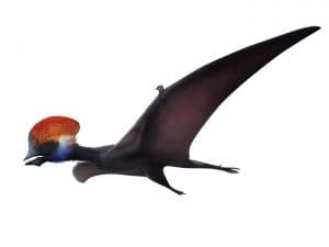 Tapejara Flugsaurier