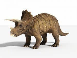 Triceratops